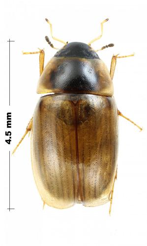 Réf. 193 390 : Enochrus fuscipennis